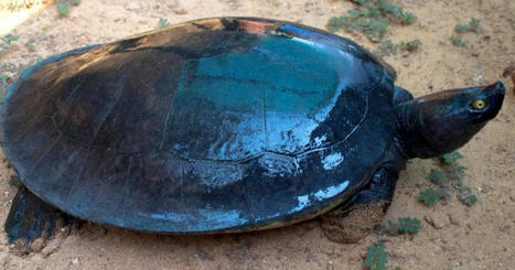 Cambodian Royal Turtle nearly extinct — less than 10 in wild | World Science Environment Nature News | Scoop.it