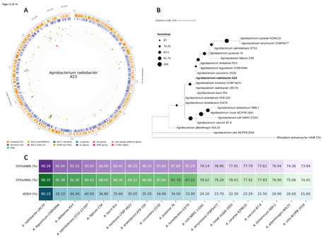 Original Paper in PhytoFront &bull; P&eacute;rez-L&oacute;pez Lab 2026 &bull;&nbsp;First Genomic Resource of Agrobacterium radiobacter Associated with Crown Gall Disease in Almond Trees from the West Bank, Palestine | Originals | Scoop.it