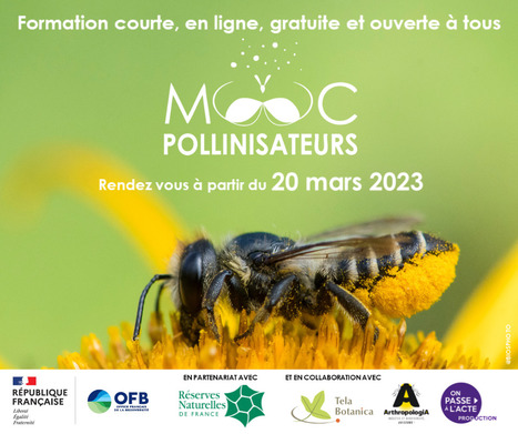 Le Mooc pollinisateurs démarre dans 1 mois ! | Biodiversité | Scoop.it