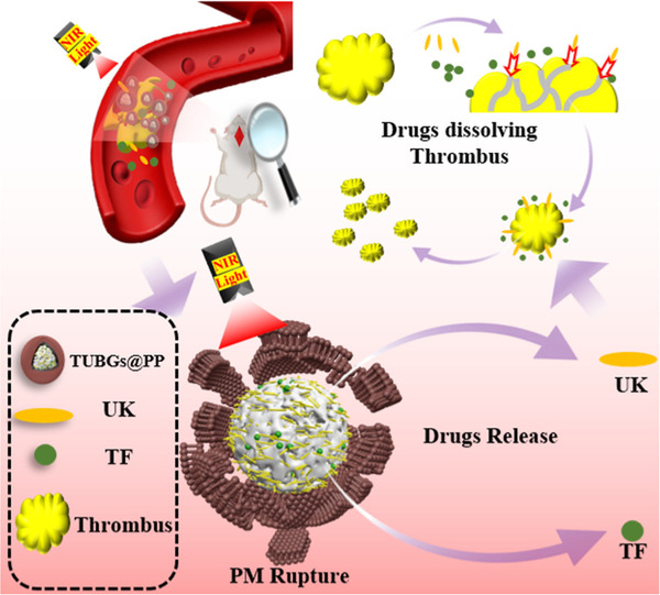 Platelet membrane-camouflaged bioactive glass nano-formulations for enhanced drug delivery in the treatment of acute arterial thrombosis | Interventional Cardiology | Scoop.it