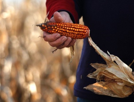 Biotech, farmer associations key for climate adaptation - panel - Reuters AlertNet (blog) | Complex Insight  - Understanding our world | Scoop.it