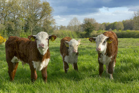 Agriculture : « Une transition juste de l’élevage bovin passe par une évolution cohérente de l’offre et de la demande sans jouer sur les prix » | Economie de l'Elevage | Scoop.it