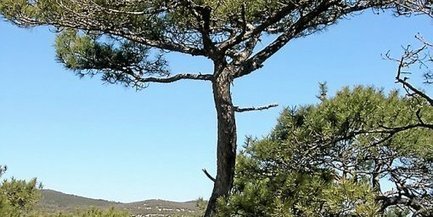 Les gorges de l'Hérault cultivent Natura 2000 | Zones humides - Ramsar - Océans | Scoop.it