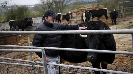 Les agriculteurs britanniques risquent gros avec le Brexit | EUROPES | Scoop.it