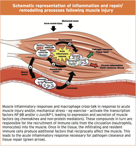 Platelet Treatment: Faster Recovery? | El Paso Back Clinic&reg; &bull; 915-850-0900 | Sports Injuries | Scoop.it
