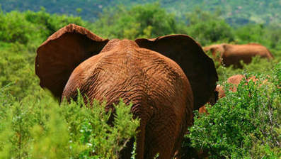 Les éléphants de forêt d'Afrique menacés d'extinction | Actions Panafricaines | Scoop.it