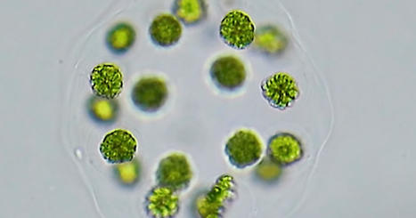 L’algue aux trois sexes | Nouveau S.EXE | Scoop.it