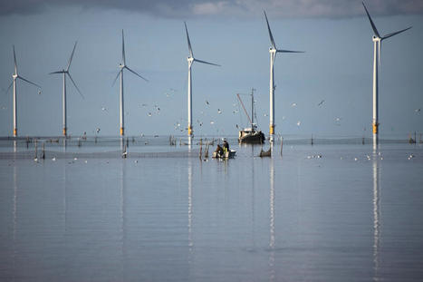 Policy brief – Planifier l’éolien en mer : comment mieux prendre en compte les impacts sur la biodiversité ?  | Environnement : Politiques Publiques et Stratégie | Scoop.it