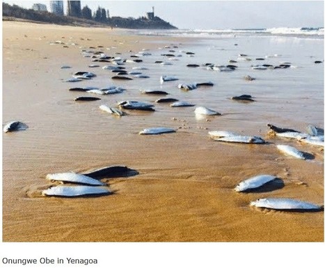 NOSDRA Traces Cause of Dead Fishes on Atlantic Coastline to Toxic Wastes / 15.05.2020 | Pollution accidentelle des eaux par produits chimiques | Scoop.it