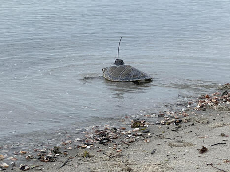 MA: Over two hundred sea turtles already in treatment for hypothermic conditions | by Matthew Tomlinson | CapeCod.com | Schools + Libraries + Museums + STEAM + Digital Media Literacy + Cyber Arts + Connected to Fiber Networks | Scoop.it