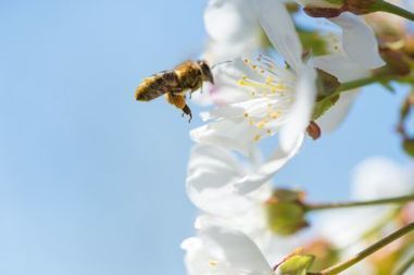 Le déclin des abeilles: quand l’industrie récupère la cause à nos dépens | GREENEYES | Scoop.it