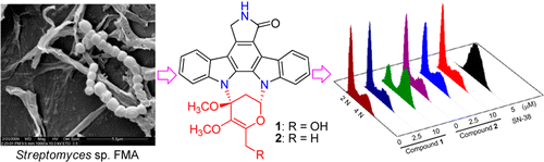 Streptocarbazoles A and B, Two Novel Indolocarbazoles from the Marine-Derived Actinomycete Strain Streptomyces sp. FMA | Natural Products Chemistry Breaking News | Scoop.it