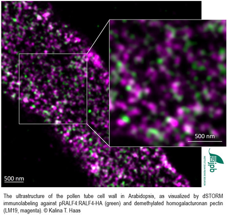 FOCUS PLATEFORME : L’imagerie super résolue de type dSTORM offre une nouvelle dimension dans l’étude de structures moléculaires à l’échelle nanométrique ! | Plant Sciences | Scoop.it