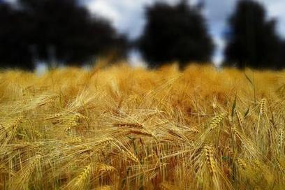 Salon de l'agriculture: et si l’avenir, c’était l’agro-écologie? | Economie Responsable et Consommation Collaborative | Scoop.it