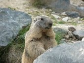Hautes-Alpes : A Saint-Véran, les marmottes posent problème aux agriculteurs | Pastoralisme Ours Loups Lynx | Scoop.it