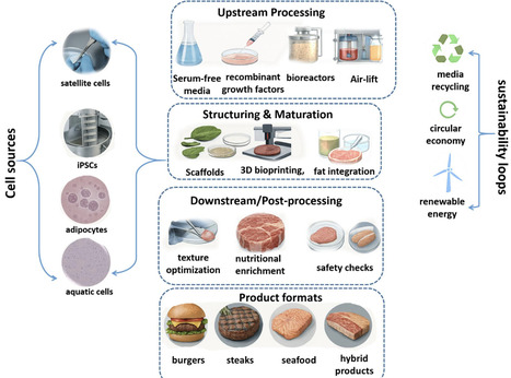 Advances in Cultivated Meat Technology for Sustainable Alternative Protein Production: A Review | bab | RMH | Scoop.it