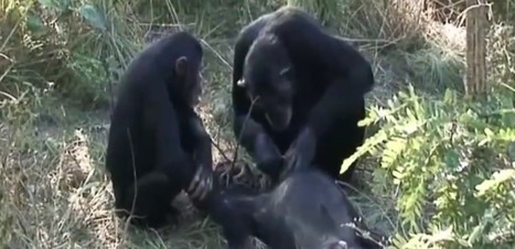 Exceptionnel : une veill&eacute;e fun&egrave;bre a &eacute;t&eacute; film&eacute;e chez des chimpanz&eacute;s | Aux origines | Scoop.it