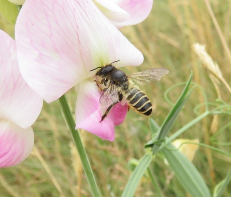 Formation « Pollinisateurs sauvages – initiation » | Variétés entomologiques | Scoop.it