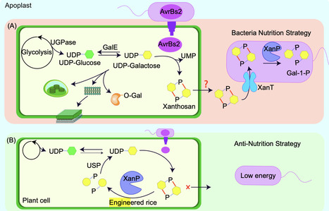 A pathogen-exclusive nutrition niche | tin | RMH | Scoop.it