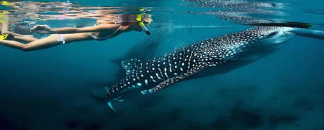 Facts You Should Know About Whale Sharks of La Paz | Private Whale Shark Tour Cabo | Scoop.it