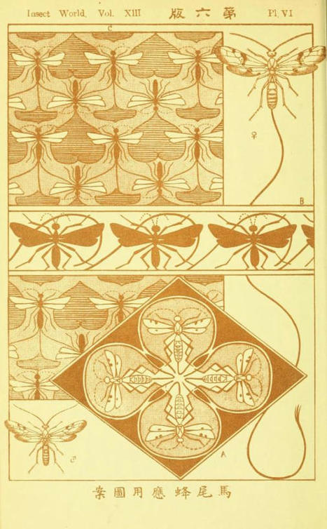 The insect world - Biodiversity Heritage Library | Insect Archive | Scoop.it