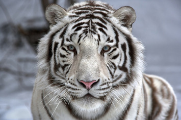 Confessions of a Tiger Dad: Preparing Your Kids for Today’s World | Family Office & Billionaire Report - Empowering Family Dynasties | Scoop.it