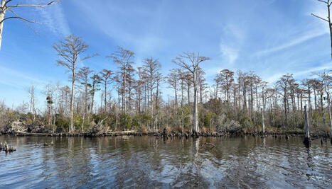 Land Trust transfers 300 acres to state for conservation | Coastal Restoration | Scoop.it
