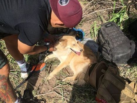 Dog Rescued After Falling In 30-Foot Well In Malibu | Coastal Restoration | Scoop.it