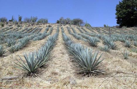 Du biocarburant à la place de la tequila | Energies Renouvelables | Scoop.it