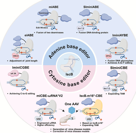 From IscB to Cas9: Engineering and advances in the next generation of miniature gene editing tools | BAdv | RMH | Scoop.it