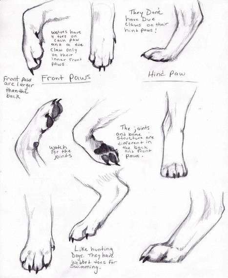 Wolf Paws Drawing Reference | Drawing References and Resources | Scoop.it