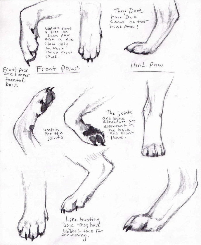 Wolf Paws Drawing Reference Drawing Reference...