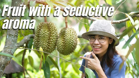 Durian plantation in thailand &ndash; Agricultural Technology | Technology in Business Today | Scoop.it
