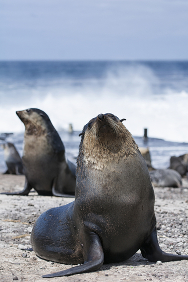 Atelier international pour la protection des mammifères marins de l’océan Austral - Agence française pour la biodiversité | Biodiversité | Scoop.it