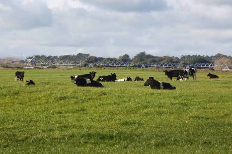Les fermes laitières néo-zélandaises devraient réaliser des bénéfices cette saison | Lait de Normandie... et d'ailleurs | Scoop.it