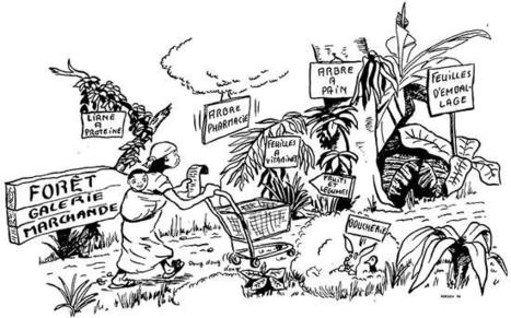 Les plantes pesticides au&nbsp;secours des&nbsp;cultures | EntomoNews | Scoop.it