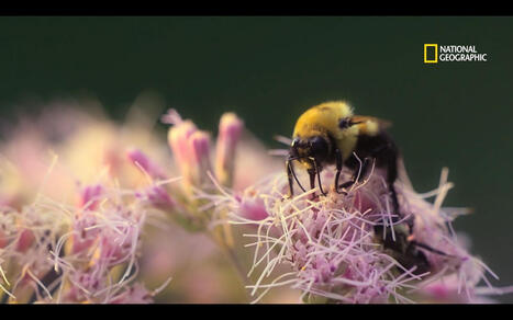 Comment passer &agrave; une apiculture durable et locale ? | Les Colocs du jardin | Scoop.it