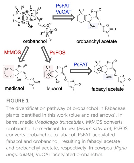 2-oxoglutarate-dependent dioxygenases and BAHD acyltransferases drive the structural diversification of orobanchol in Fabaceae plants | Plant hormones (Literature sources on phytohormones and plant signalling) | Scoop.it