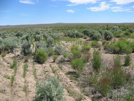 Curtin researchers share secret seed recipe for better biodiversity | Curtin Global Challenges Teaching Resources | Scoop.it