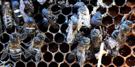 « De nombreux éléments de preuves pointent vers les néonicotinoïdes comme cause majeure » du déclin des abeilles | Les Colocs du jardin | Scoop.it