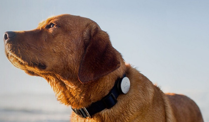 Whistle, a fitbit for your dog, brings us closer to ​The Quantified Dog - is this a good or bad idea? | WHY IT MATTERS: Digital Transformation | Scoop.it