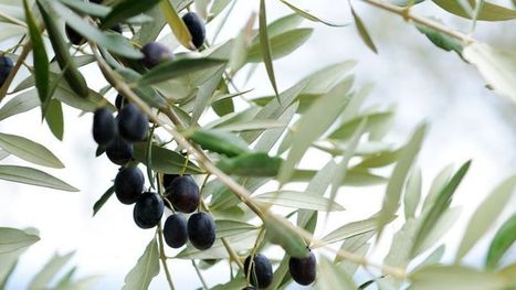 La mouche de l'olive pond-elle encore à la fin de l'automne ? | Les Colocs du jardin | Scoop.it