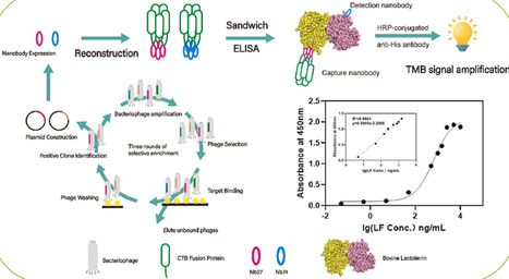 Development of a sandwich ELISA analysis platform using dual nanobodies for quantitative detection of bovine lactoferrin in dairy products | RMH | Scoop.it