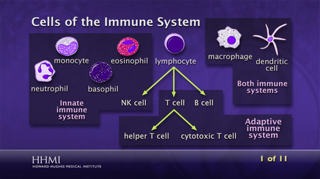 Hhmi biointeractive cells of the immune system