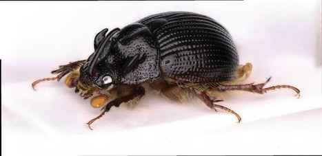 Citius, altius, fortius (« plus vite, plus haut, plus fort ») : Devise des JO… Et des insectes | Variétés entomologiques | Scoop.it