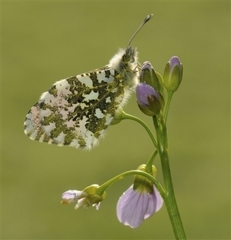 L'aurore de la cardamine, le papillon du printemps | Variétés entomologiques | Scoop.it