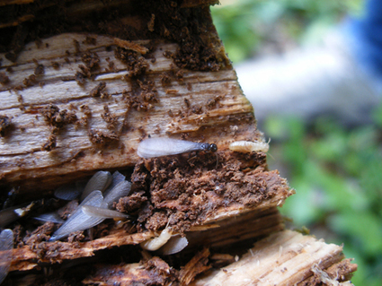 Comment un termite français est devenu américain | EntomoNews | Scoop.it