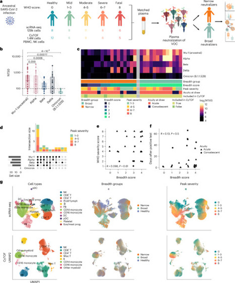 Interferon-mediated NK cell activation increases cytolytic activity against T follicular helper cells and limits antibody response to SARS-CoV-2 - Nature Immunology | Jean Daniel Lelièvre | Immunology and Biotherapies | Scoop.it