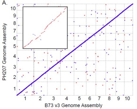 Draft Assembly of Elite Inbred Line PH207 Provides Insights into Genomic and Transcriptome Diversity in Maize | The Plant Cell | Scoop.it
