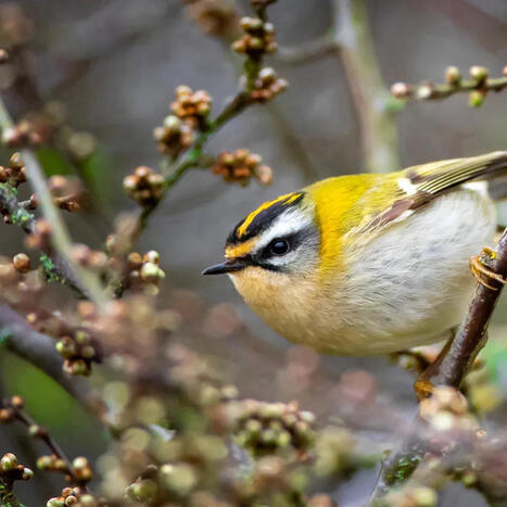 Biodiversit&eacute; : Hold up sur la faune - Challenges | Biodiversit&eacute; | Scoop.it